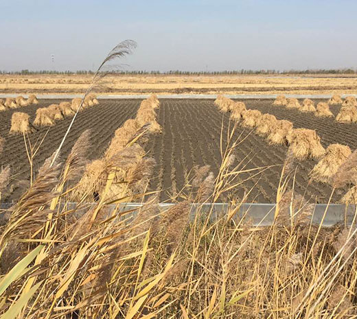 盤錦綠傲米業(yè)有限公司規(guī)模！